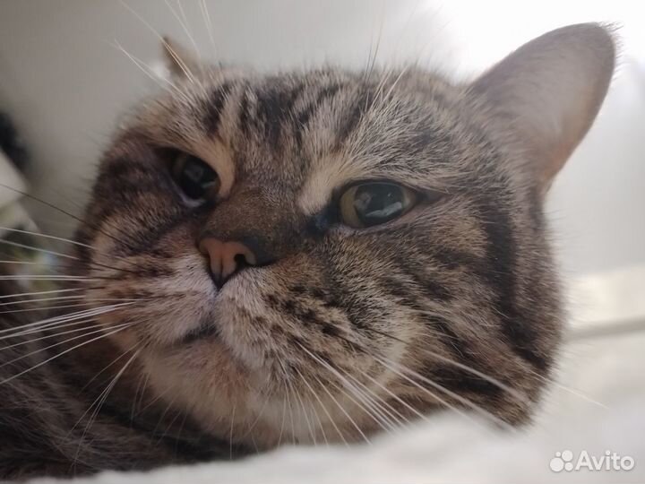 Кот ищет кошечку