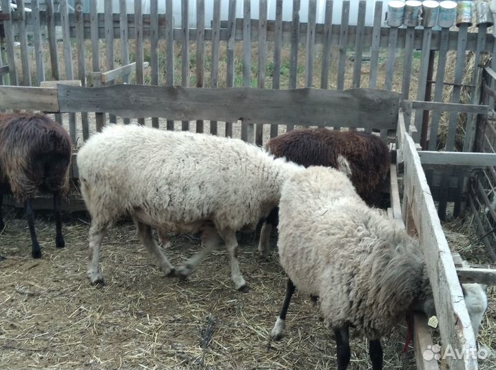 Овцы ярки на племя, на мясо