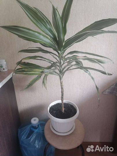 Драцена Деремская