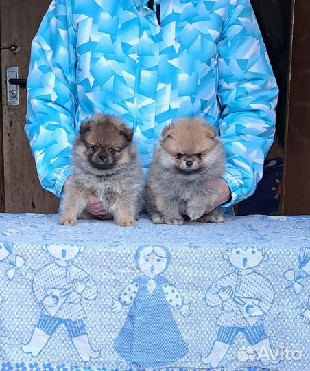 Щенки Шпица