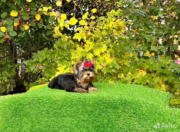 Йоркширский терьер