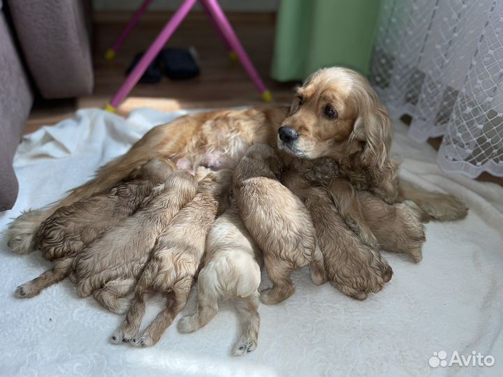 Английский Кокер спаниель