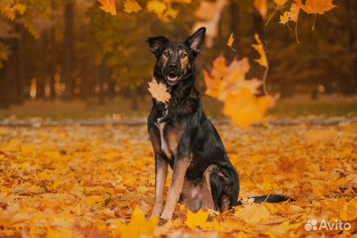 Фотограф-анималист, фотопрогулки с собаками