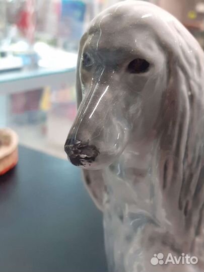 Афганская борзая. лфз