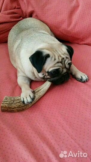 Игрушка-суперлакомство