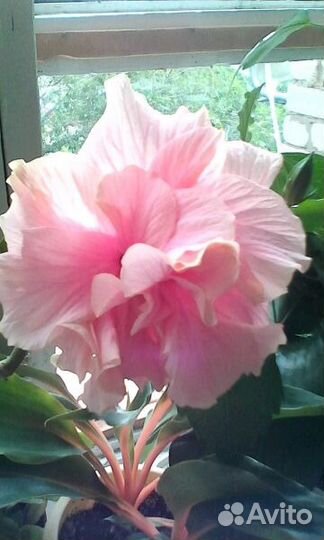 Роза китайская(гибискус) интересной расцветки