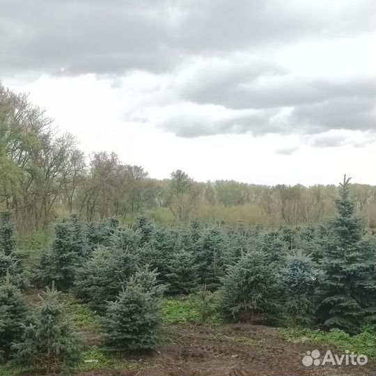 Ель голубая