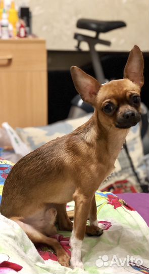 Вязка той терьер