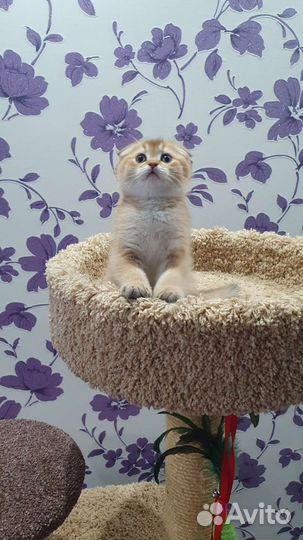 Вислоухий котик