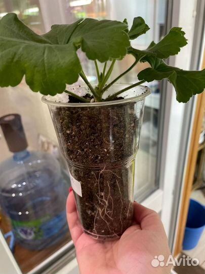 Пеларгония Survivor Idols Rosalinda