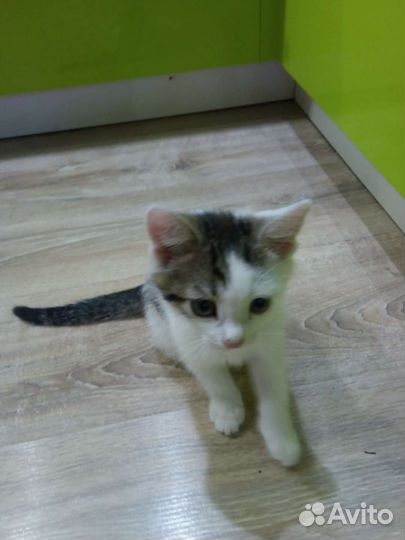 Котенок мальчик бесплатно