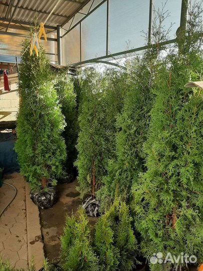 Туя-Пирамидальная