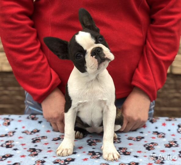 Бостон терьер
