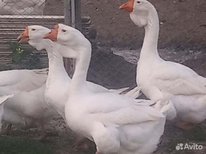 Инкубационное яйцо гусей