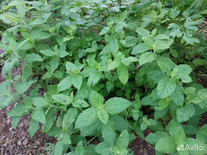 Пряные травы для подоконника, мята, шалфей, тимьян