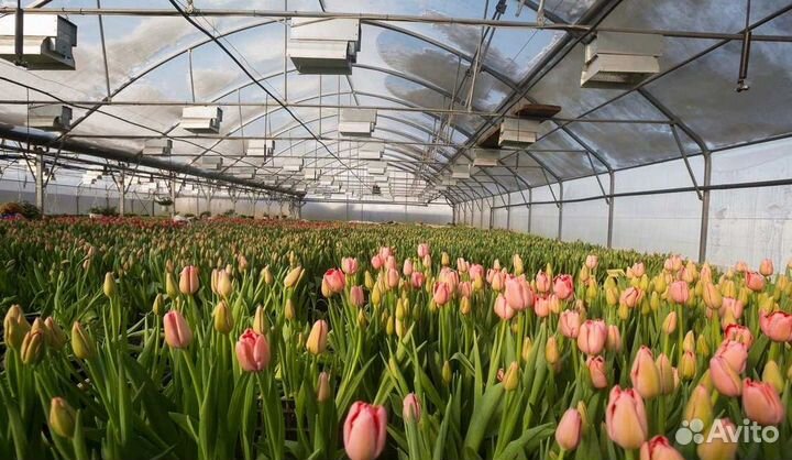 Тюльпаны срезка опт от теплицы