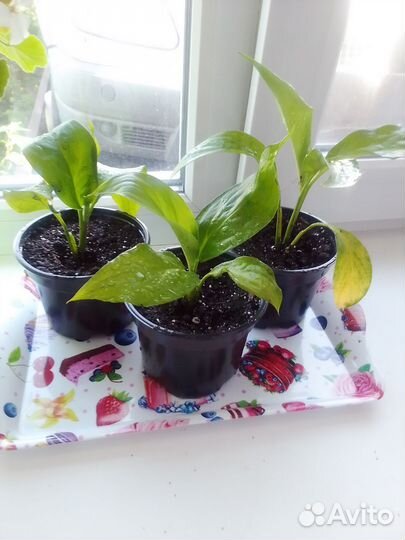 Спатифиллум