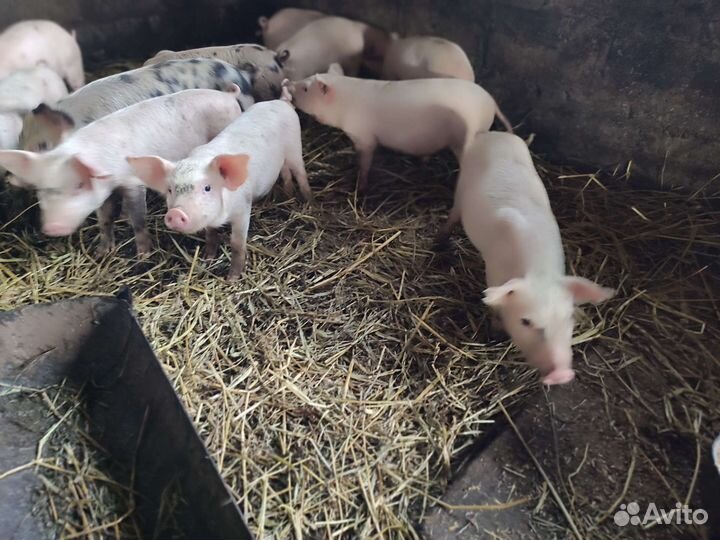 Поросята