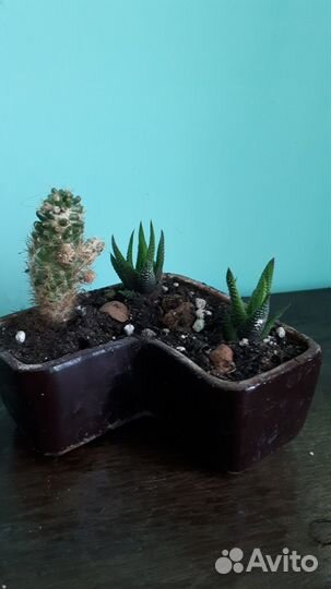 Комнатные цветы. Кактусы