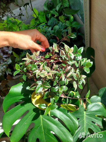 Комнатные растения