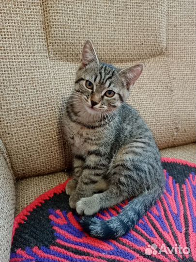 Котята в добрые руки, девочка, 2 мес