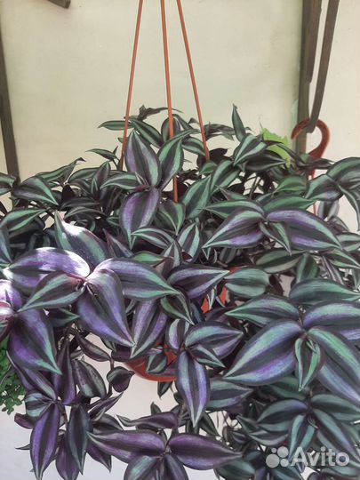 Традесканция