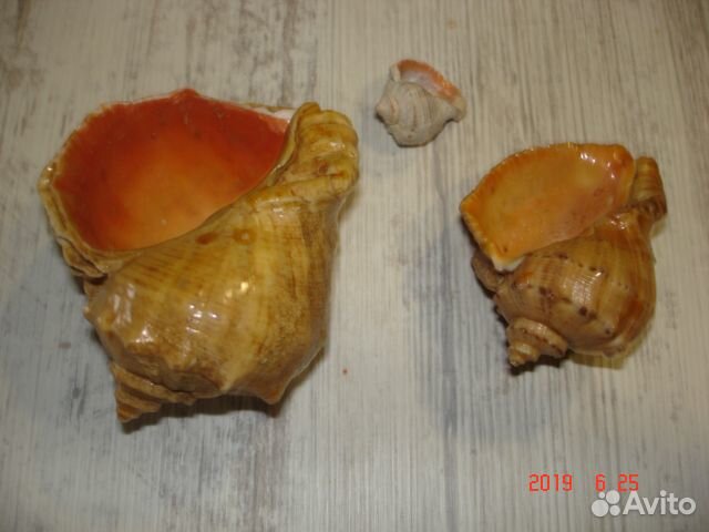 Ракушки морские