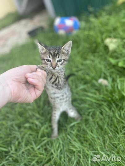 Донские котики