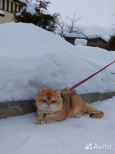 Британский кот, вязка