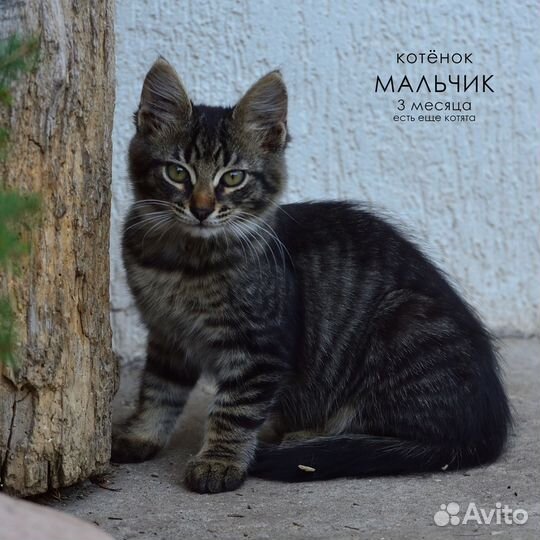 Котята мальчики