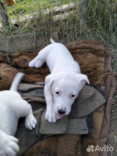 Беленький мишка