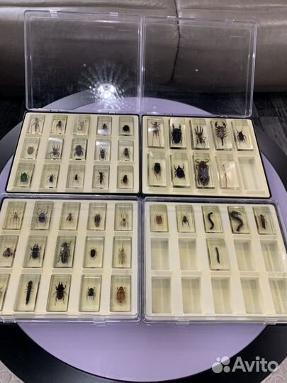 Настоящие «Насекомые и их знакомые»