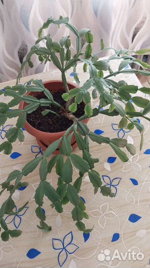 Декабрист Шлюмбергера