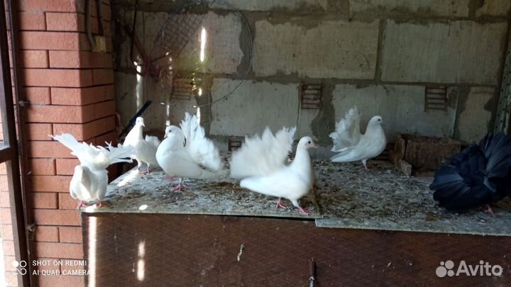 Голуби павлины