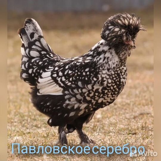 Цыплята суточные и подрощенные