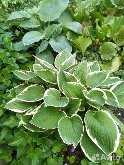 Папоротники, хосты и другие