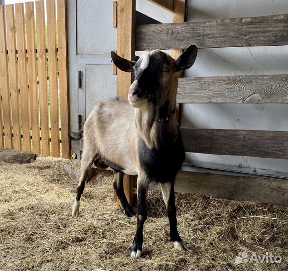 Козел на племя