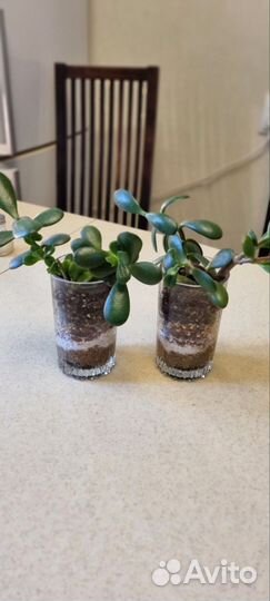 Красула толстянка денежные дерево