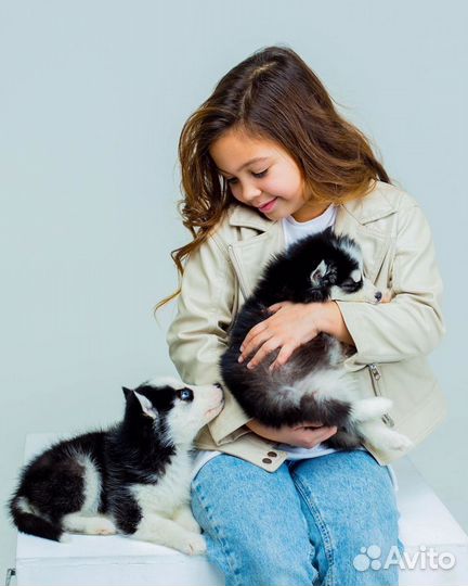 Фотосессия с Хаски