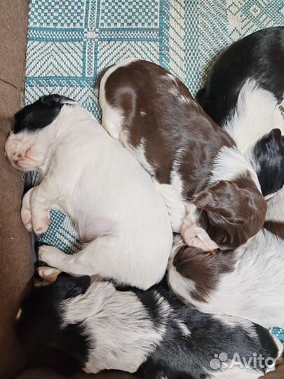 Щенки Русского охотничего спаниеля