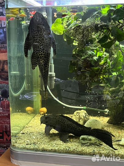 Сом Парчовый птеригоплихт