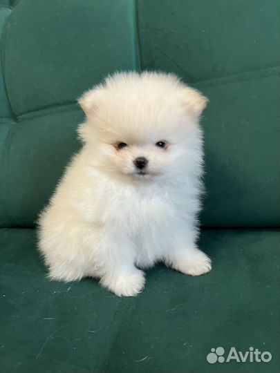 Померанский шпиц