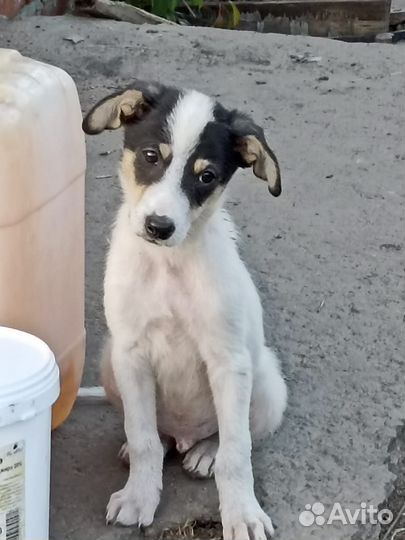 Щенок мальчик