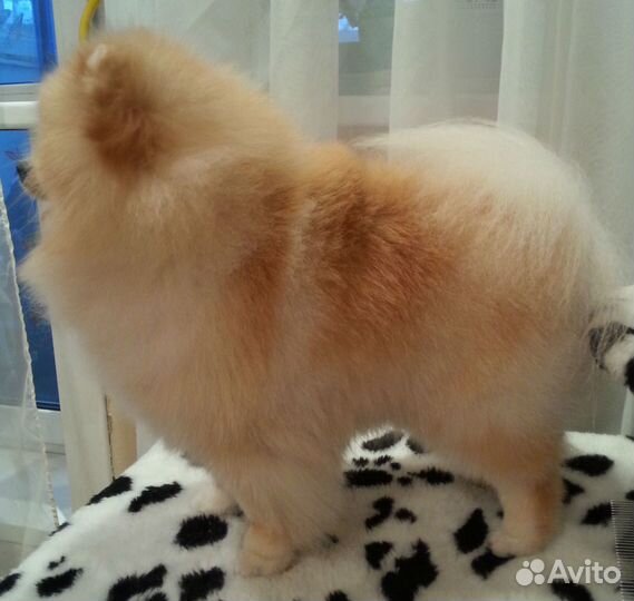 Стрижка собак