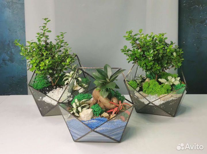 Флорариумы с бонсаями в наличии