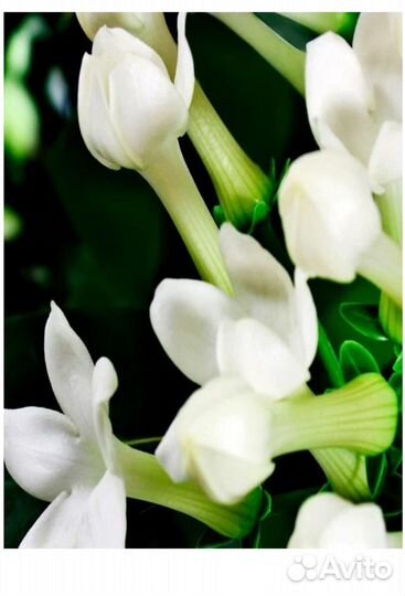 Yodeyma Парфюмированная вода velfashion