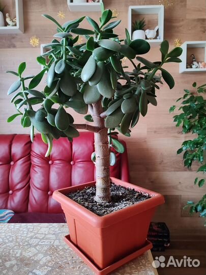 Денежное дерево