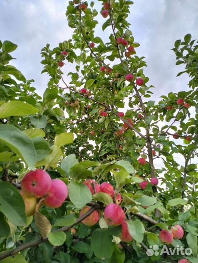 Яблоки домашние