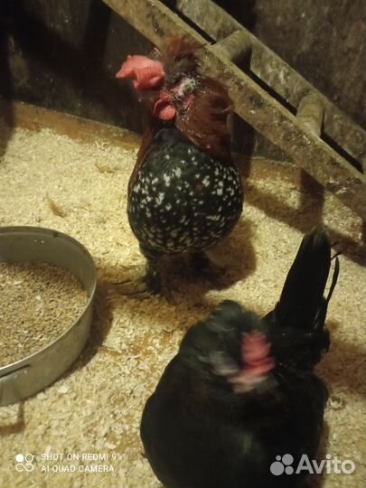 Карликовые куры бентамки