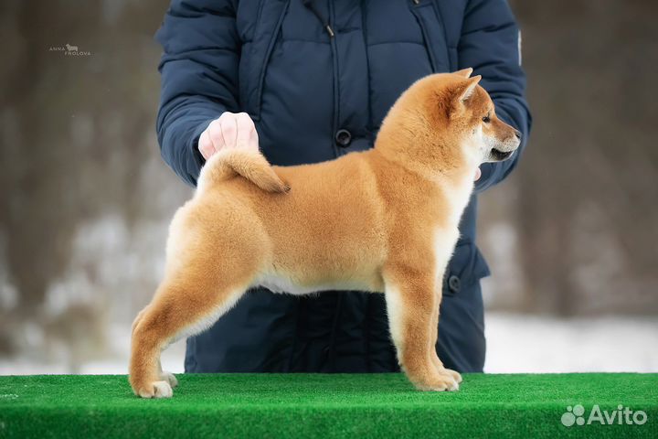 Кобель сиба из питомника